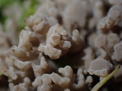 Clavulina cinerea