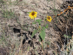 Helianthus annuus
