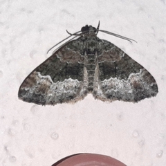 Hammaptera fartaria
