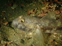 Gobius niger