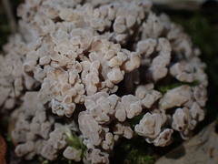 Clavulina cinerea