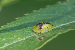 Cassida vibex