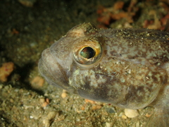 Gobius niger