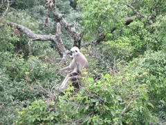 Semnopithecus schistaceus