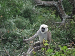 Semnopithecus schistaceus