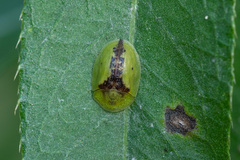 Cassida vibex