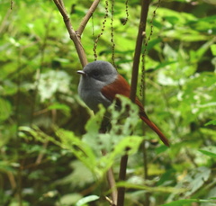 Terpsiphone bourbonnensis