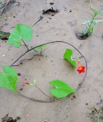 Ipomoea coccinea