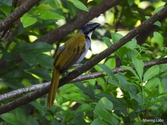 Saltator atriceps