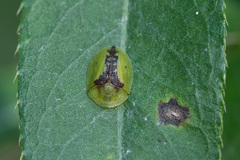 Cassida vibex