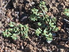 Euphorbia glyptosperma