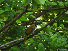 Saltator atriceps
