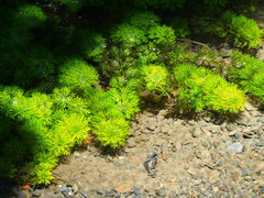 Limnophila trichophylla