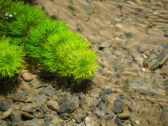 Limnophila trichophylla