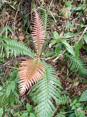 Neoblechnum brasiliense