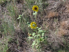 Helianthus petiolaris