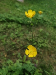 Ranunculus acris