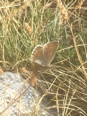 Polyommatus