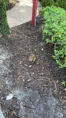 Sylvilagus palustris