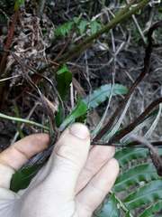 Blechnum triangularifolium