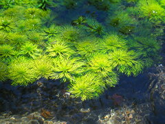 Limnophila trichophylla