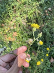 Cichorieae