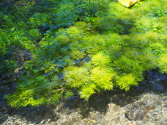 Limnophila trichophylla