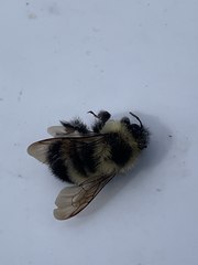 Bombus vagans