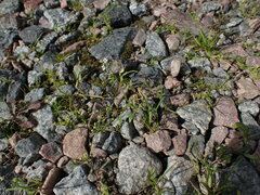 Capsella bursa-pastoris