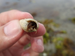 Paguroidea