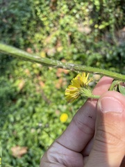 Cichorieae