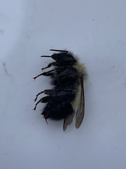 Bombus vagans
