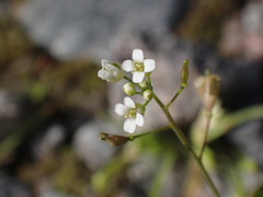 Capsella bursa-pastoris
