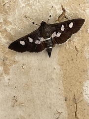 Desmia