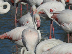 Phoenicopterus roseus