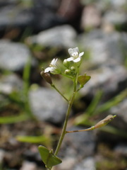 Capsella bursa-pastoris