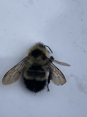 Bombus vagans