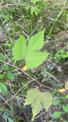 Ampelopsis glandulosa