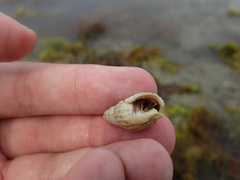 Paguroidea