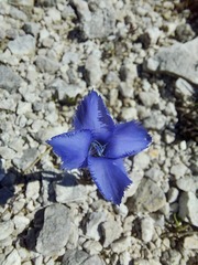 Gentianopsis ciliata
