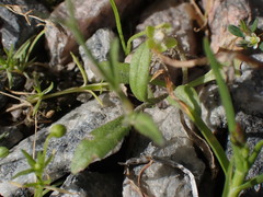 Capsella bursa-pastoris
