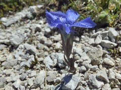 Gentianopsis ciliata