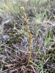 Pedicularis sudetica