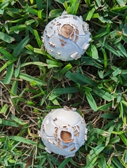 Chlorophyllum brunneum