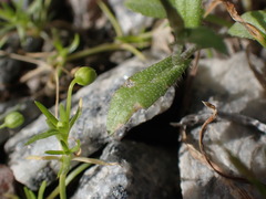 Capsella bursa-pastoris