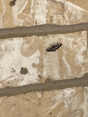 Desmia