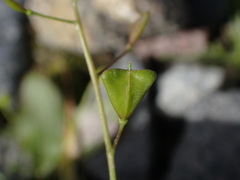 Capsella bursa-pastoris