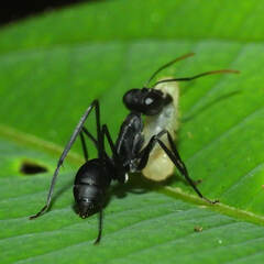 Gigantiops destructor