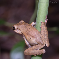 Polypedates megacephalus