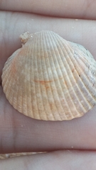 Cerastoderma glaucum